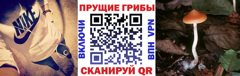 Галлюциногенные грибы Psilocybe  Коряжма 